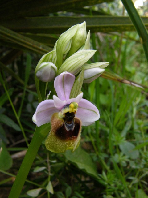 Passeggiate orchidologiche 2013